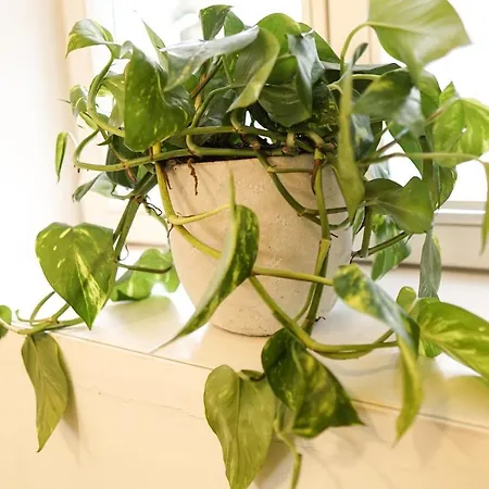 Homy I Altbaucharme Netflix Und Wlan Апартаменты