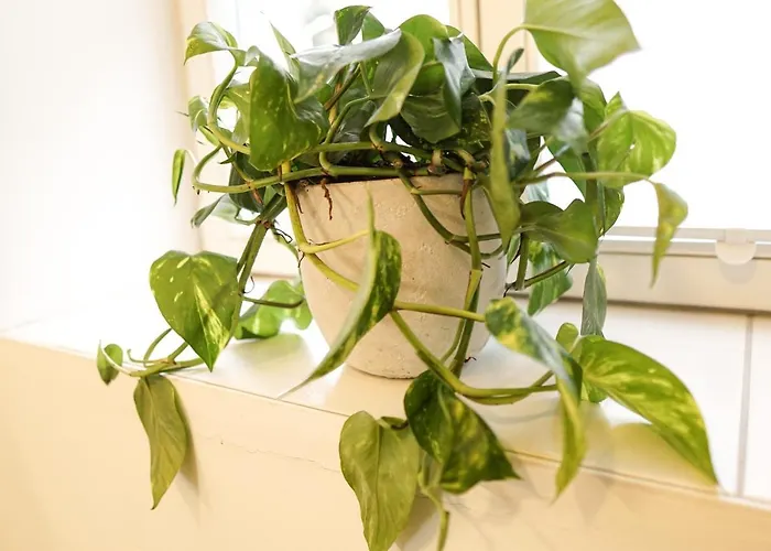 Homy I Altbaucharme Netflix Und Wlan Appartement